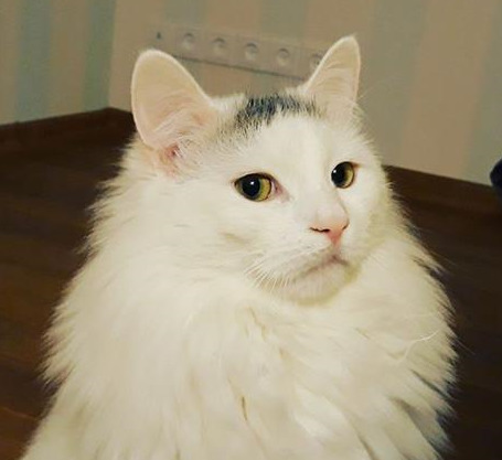 Кубрик